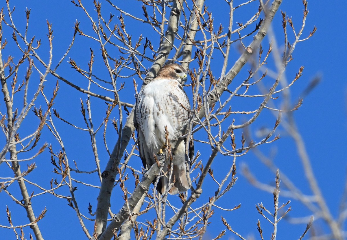 Red-tailed Hawk - ML524895081