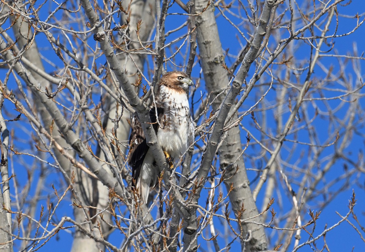 Red-tailed Hawk - ML524895101