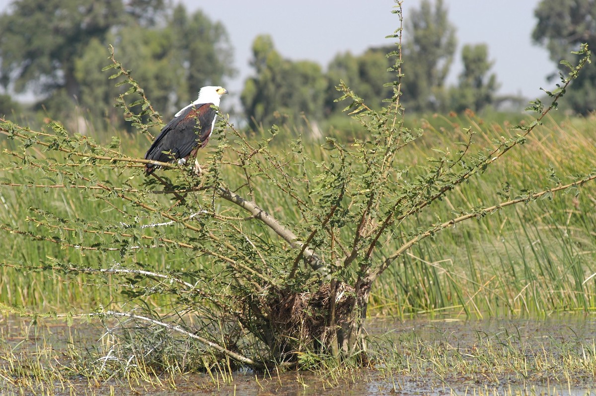 African Fish-Eagle - ML524895381