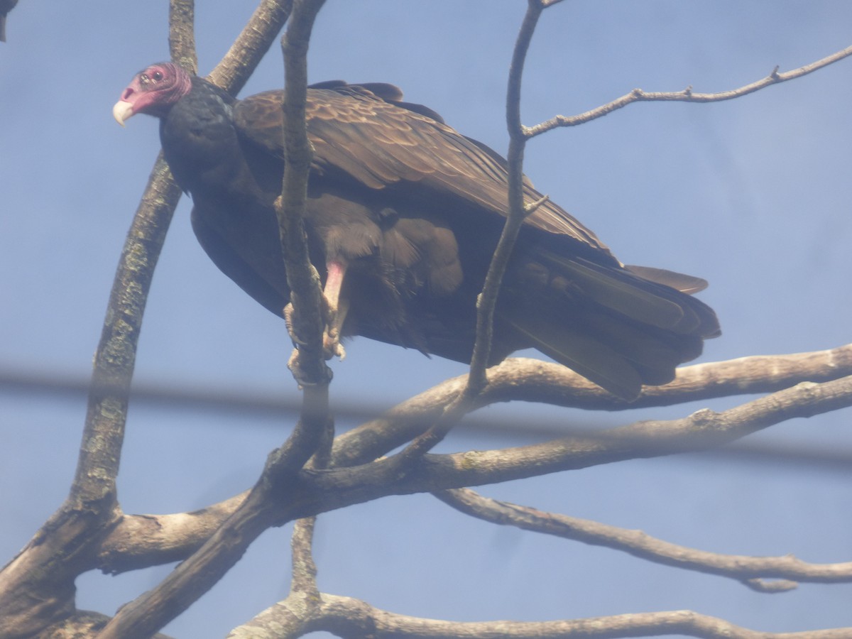 Turkey Vulture - ML524895931
