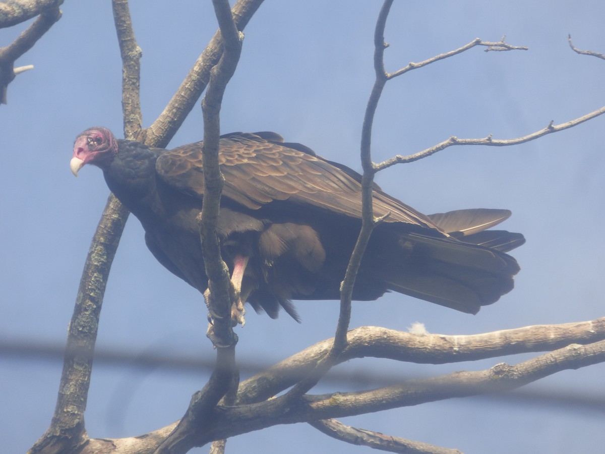 Turkey Vulture - ML524896171