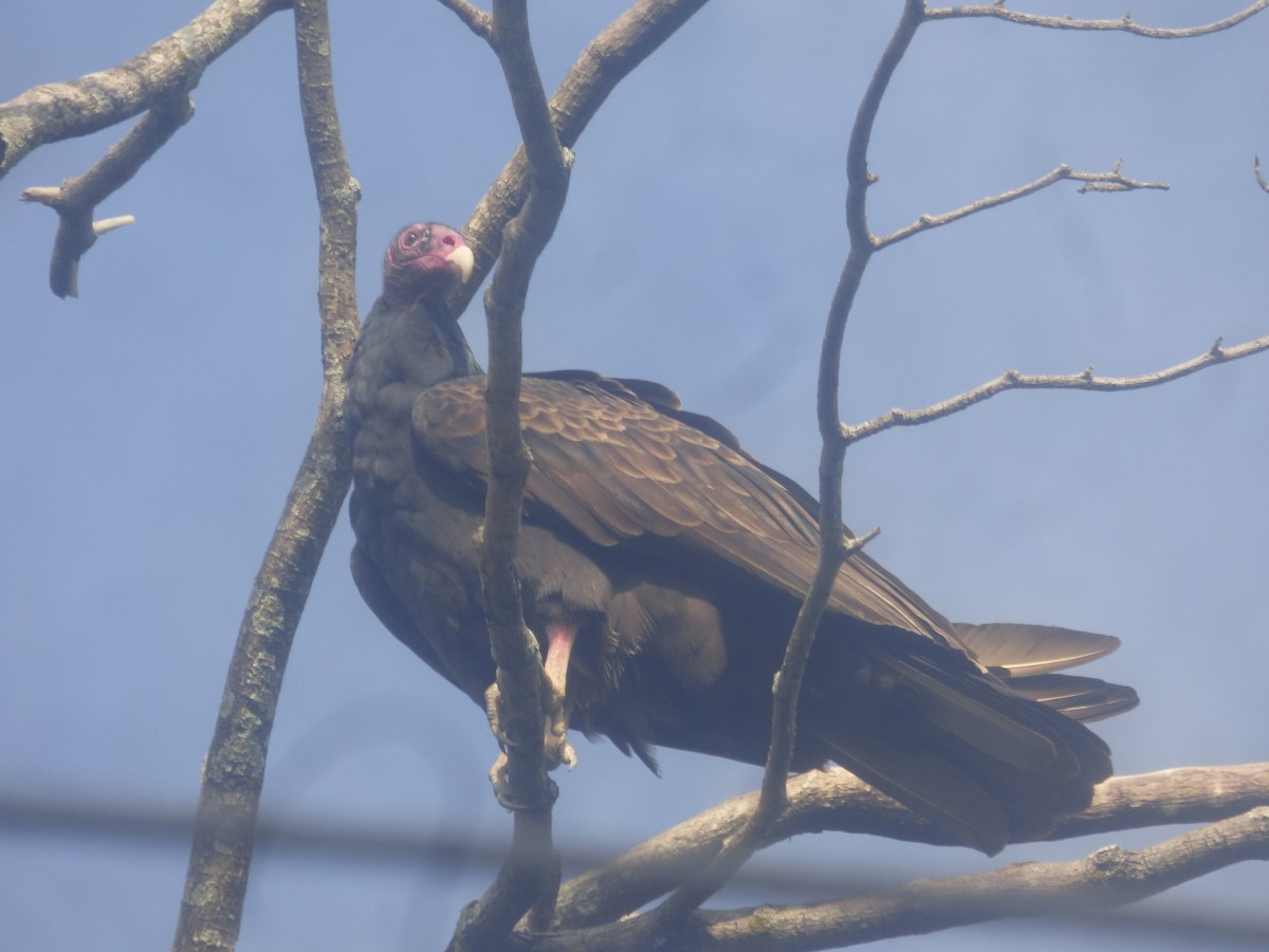 Turkey Vulture - ML524896301