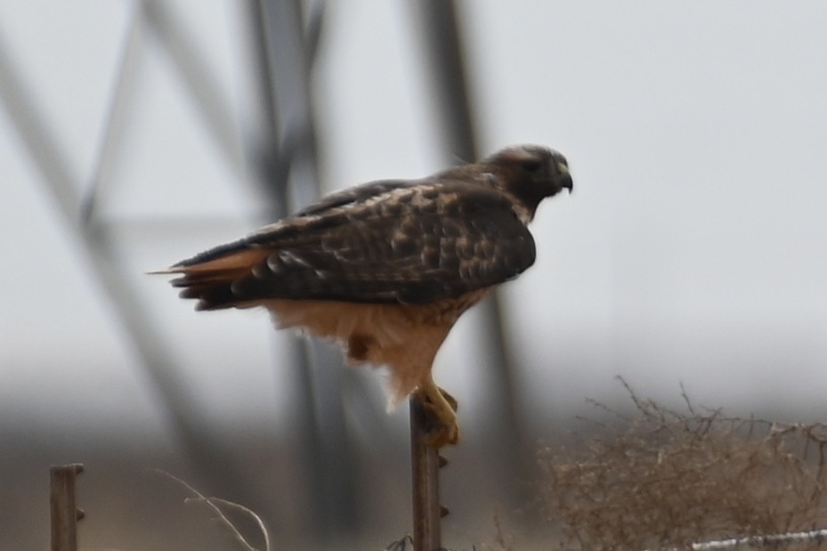 Red-tailed Hawk - ML524897201