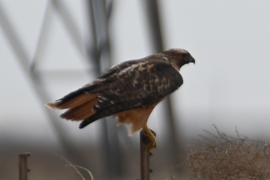 Red-tailed Hawk - ML524897211