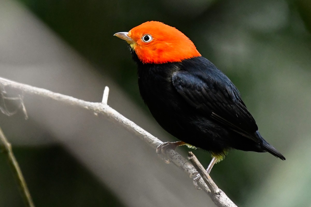 Red-capped Manakin - ML524897701