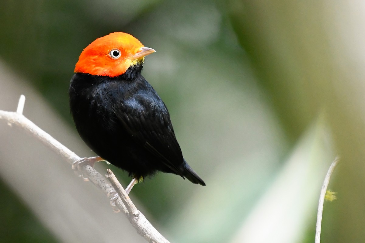 Red-capped Manakin - ML524897721