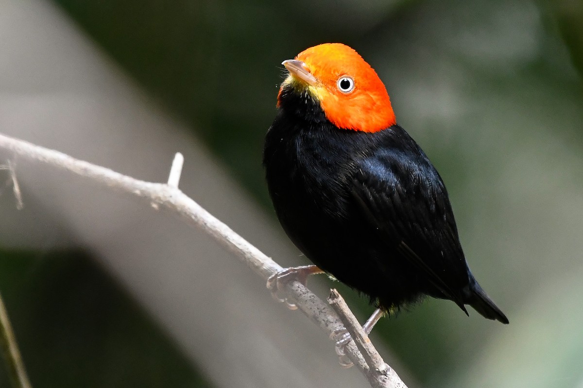 Red-capped Manakin - ML524897741
