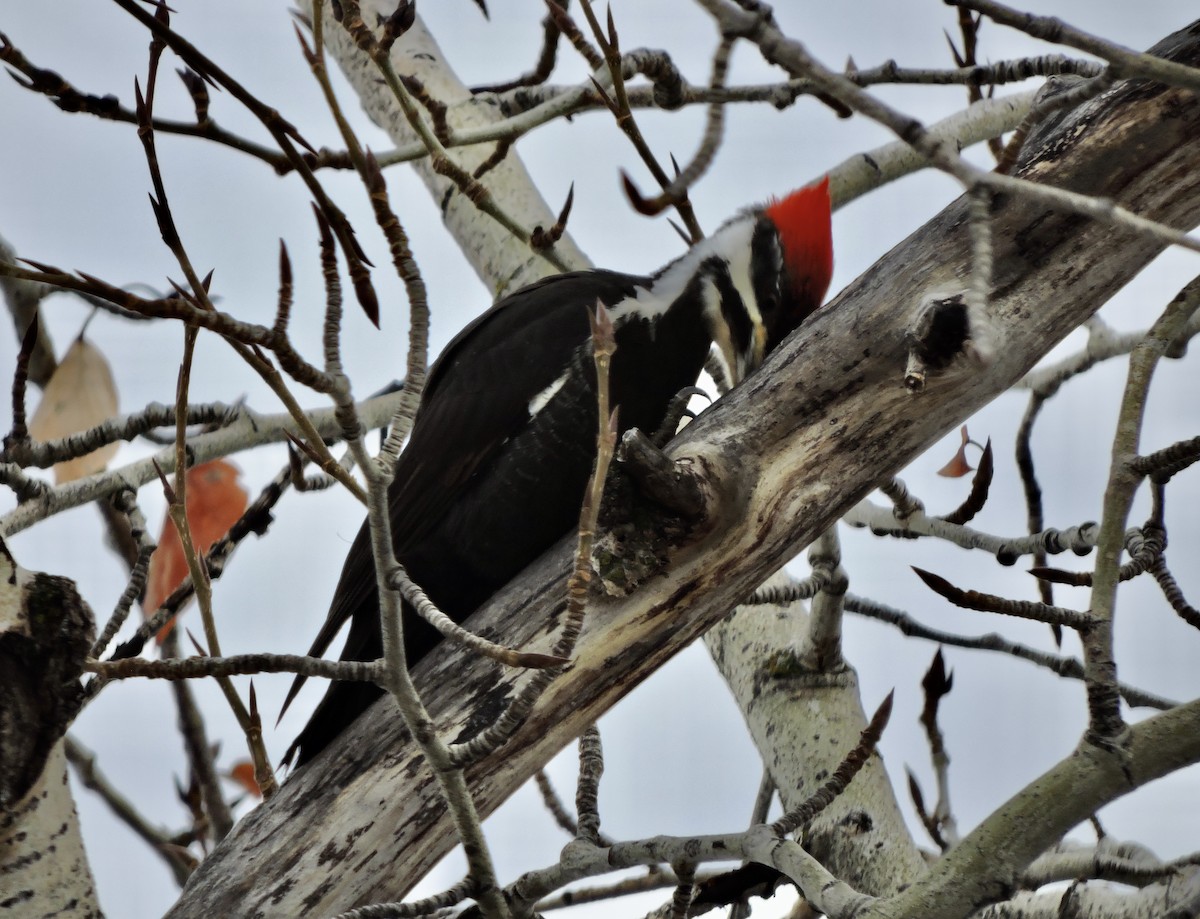 Pileated Woodpecker - ML524898311