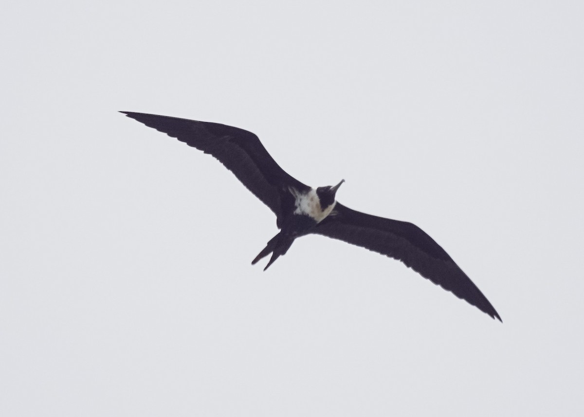 Lesser Frigatebird - ML524901441