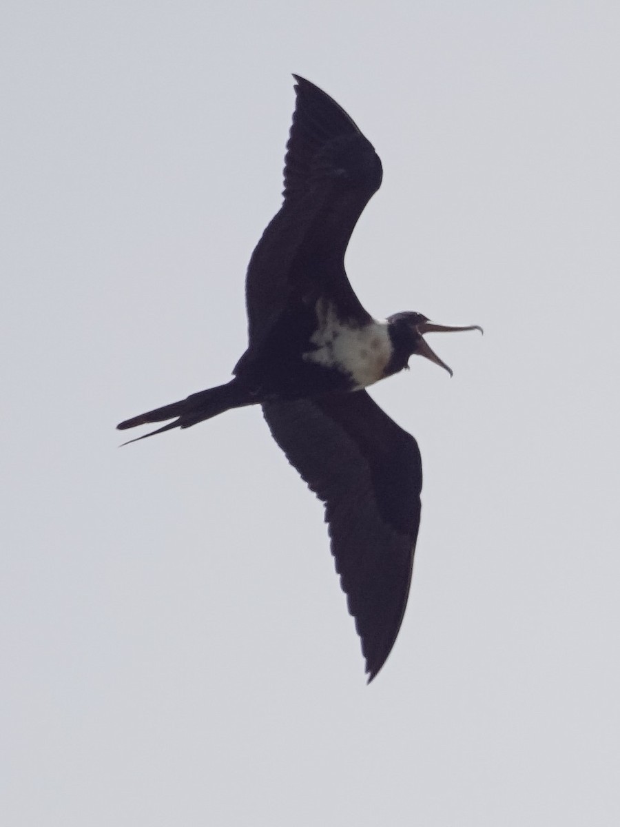 Lesser Frigatebird - ML524901451