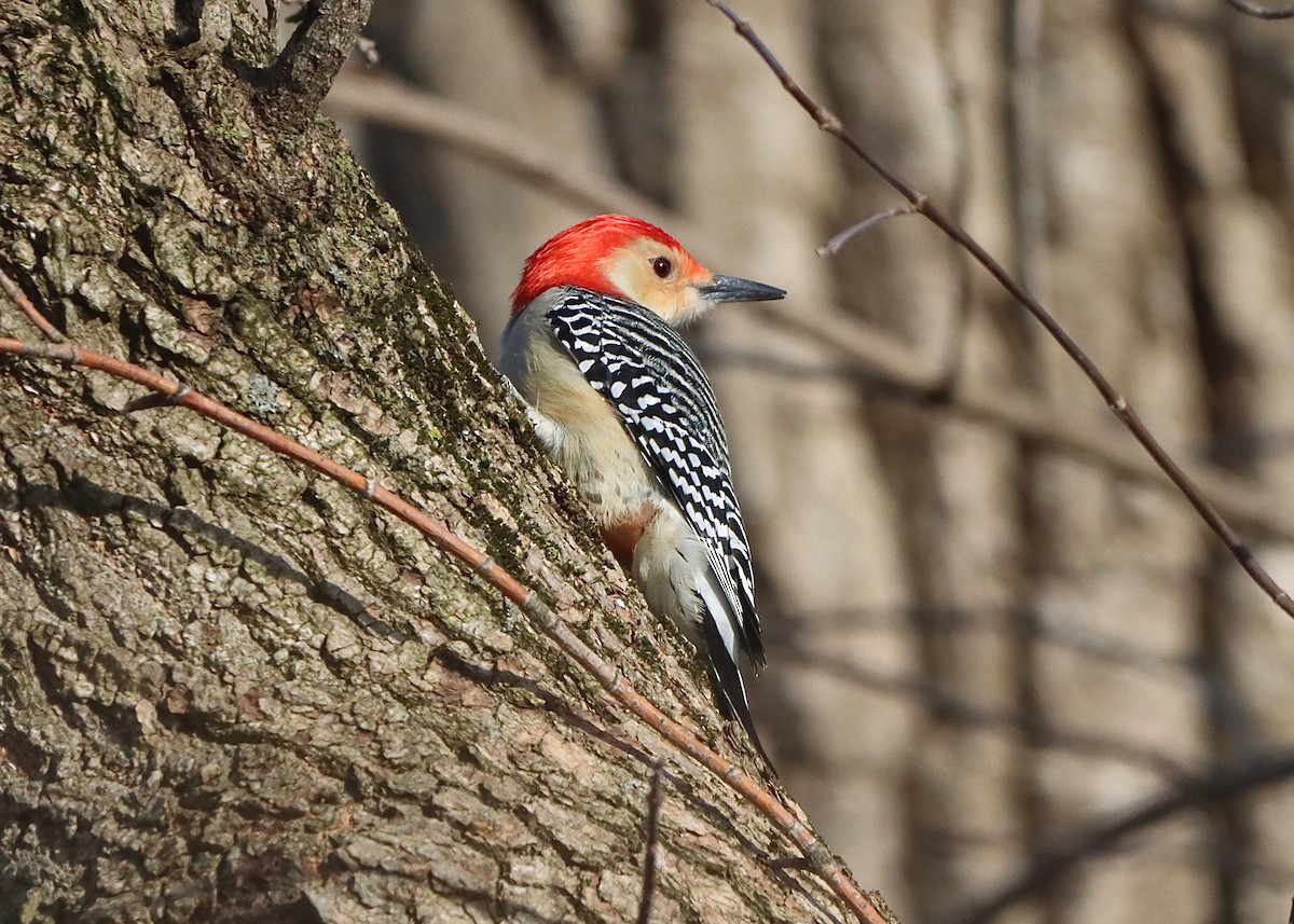 Red-bellied Woodpecker - ML524901541