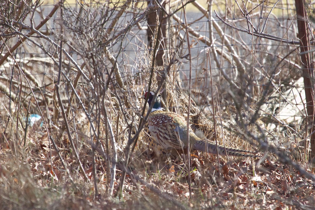 Ring-necked Pheasant - Brian M