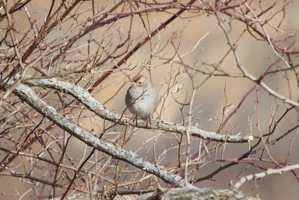 White-crowned Sparrow - ML524905061