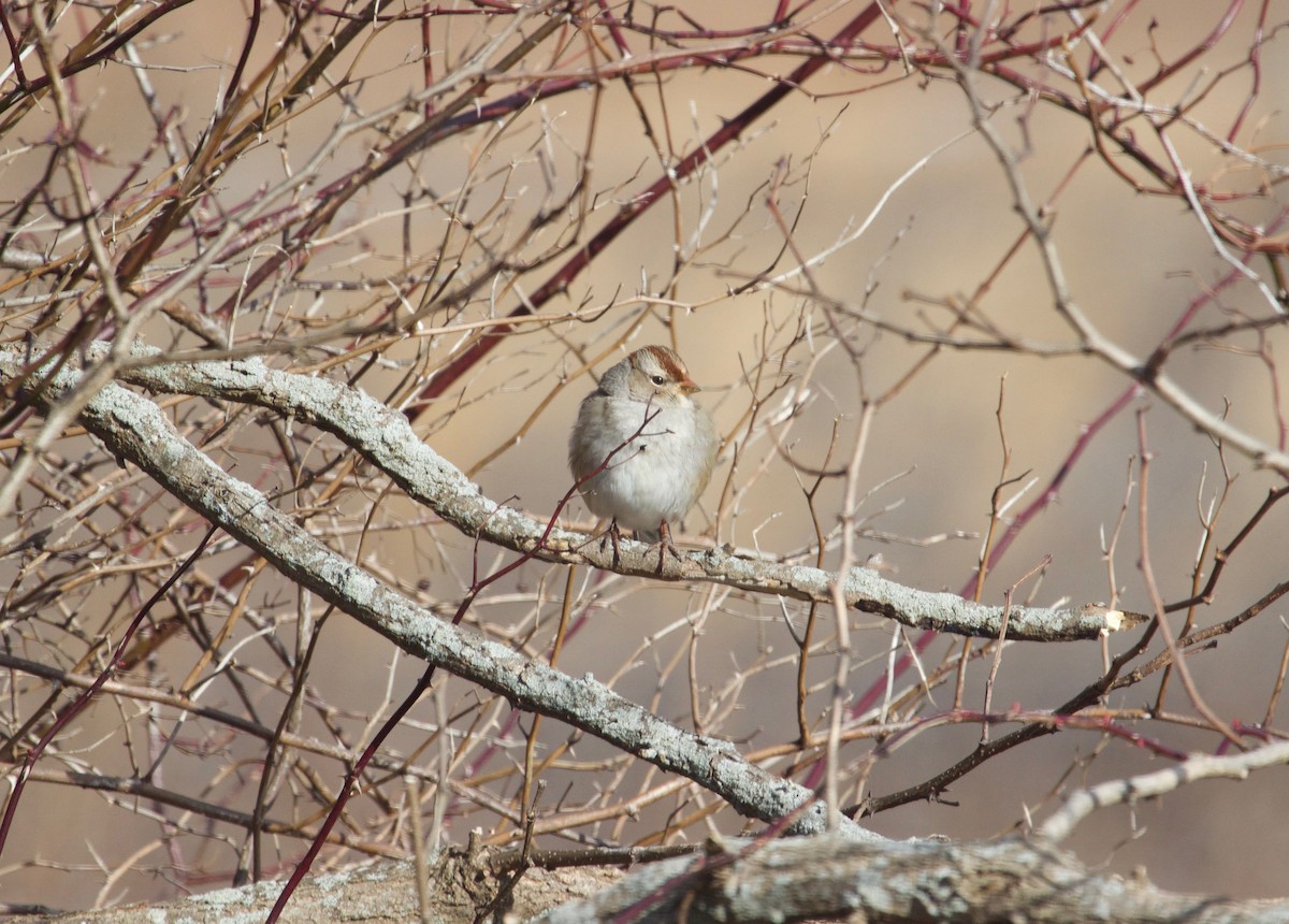 White-crowned Sparrow - ML524905071