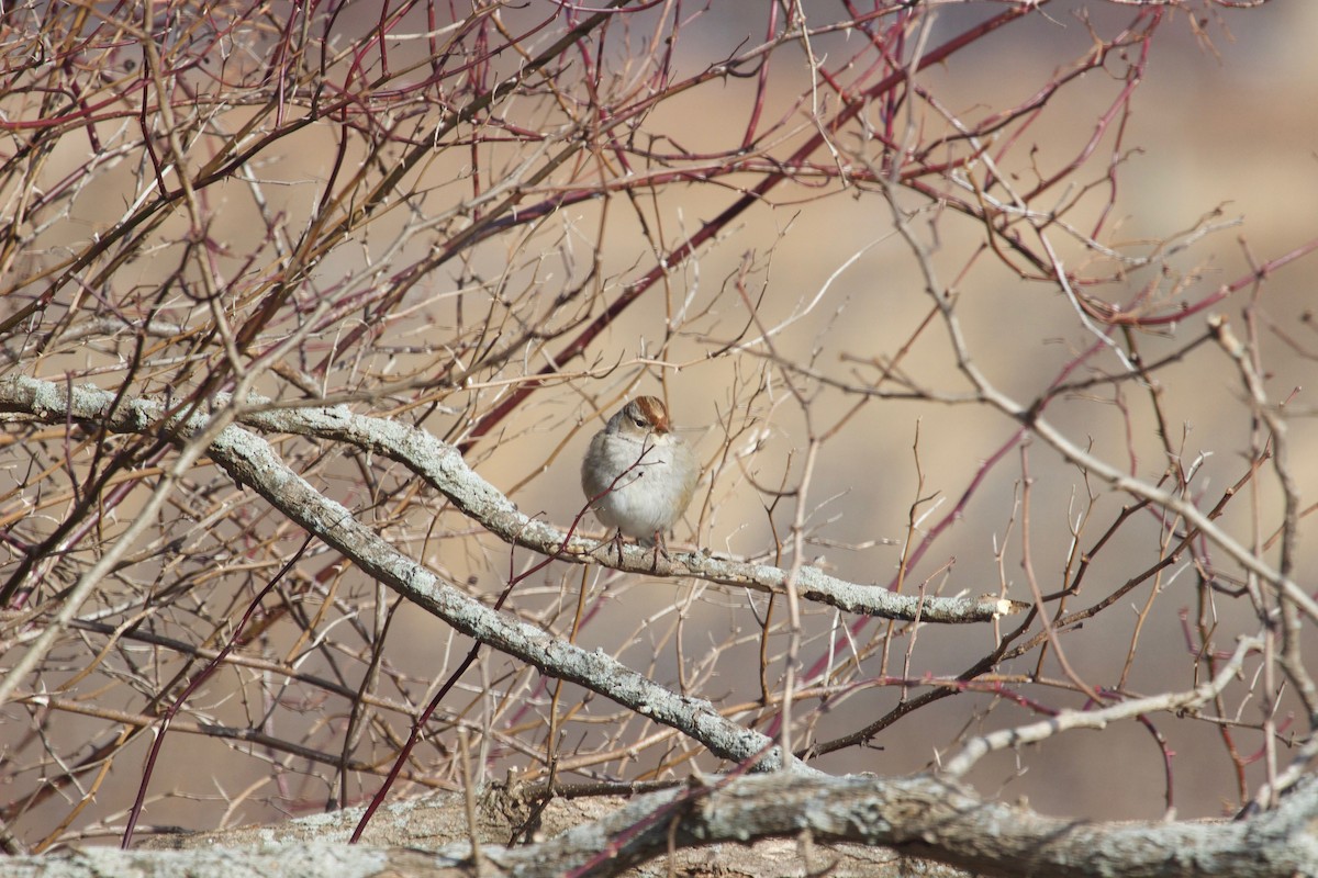 White-crowned Sparrow - ML524905081