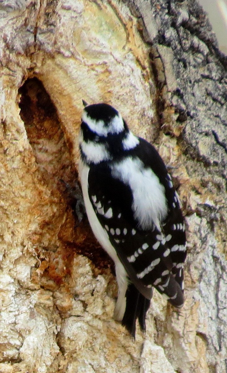 Downy Woodpecker - ML52490861