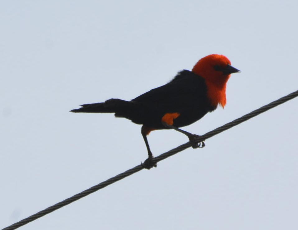 Scarlet-headed Blackbird - ML524909671