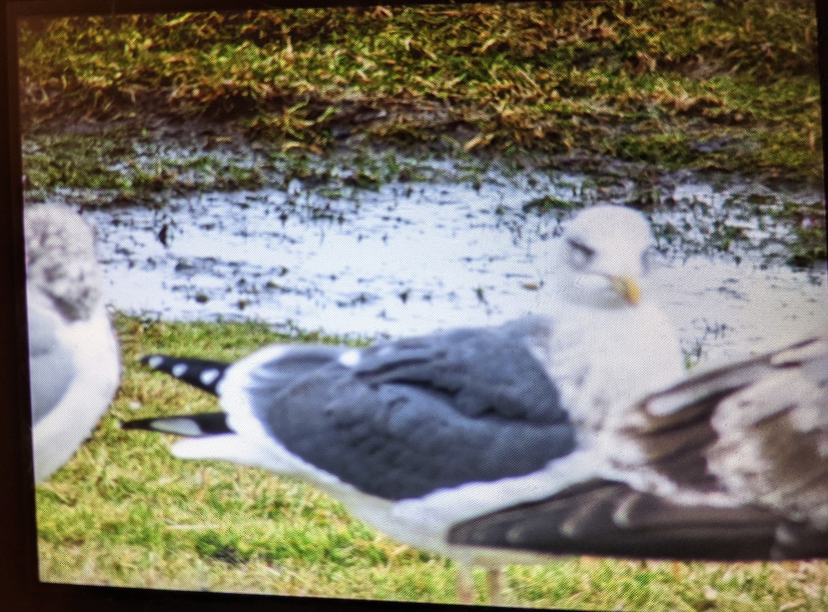 New York Breeding Bird Atlas Checklist - 14 Jan 2023 - Shawangunk ...