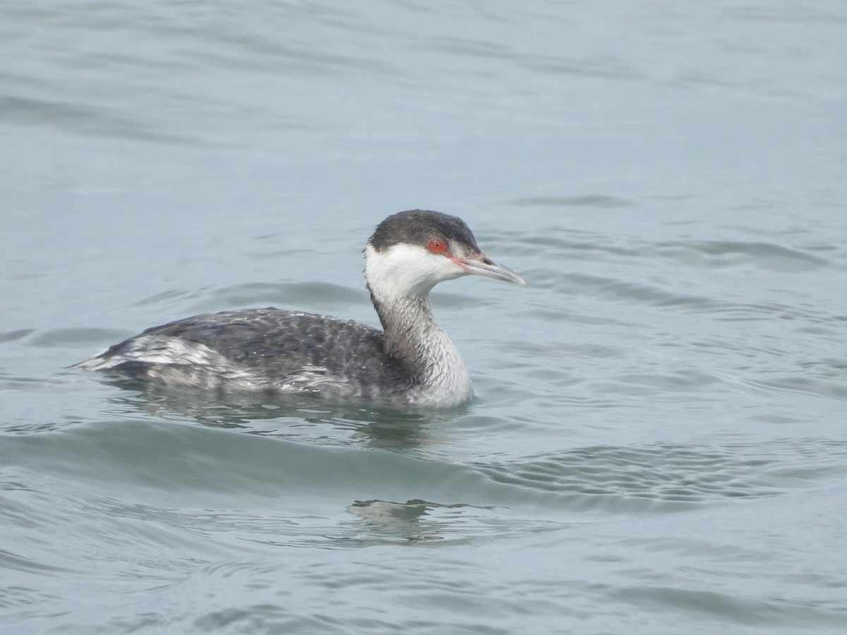 Horned Grebe - Long-eared Owl