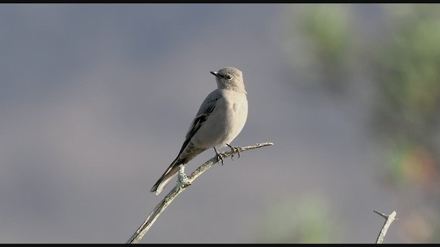Townsend's Solitaire - ML524913241