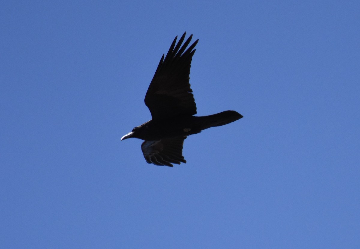 Common Raven - ML52491451