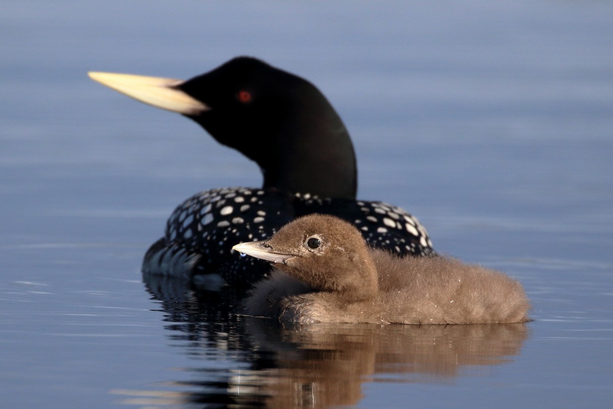 Yellow-billed Loon - Seth Beaudreault