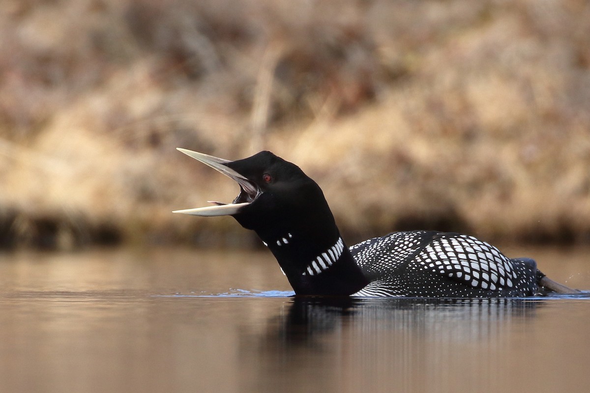 Yellow-billed Loon - Seth Beaudreault