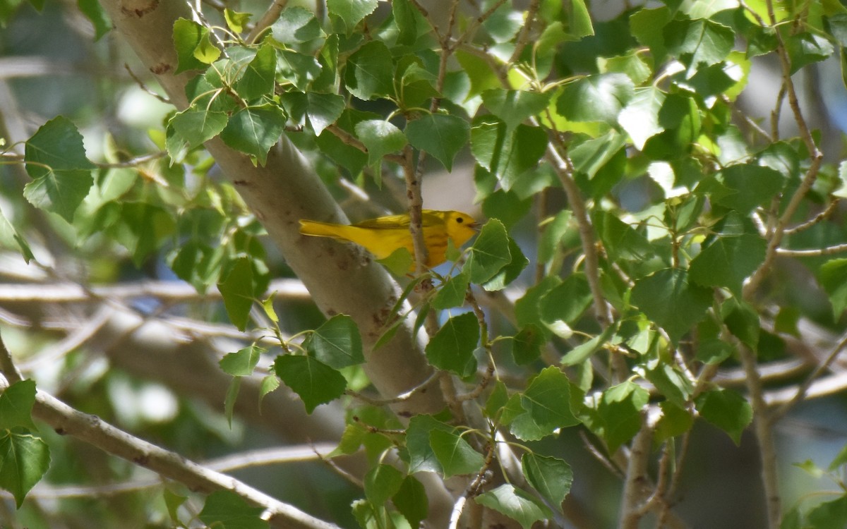 Yellow Warbler - ML52491591