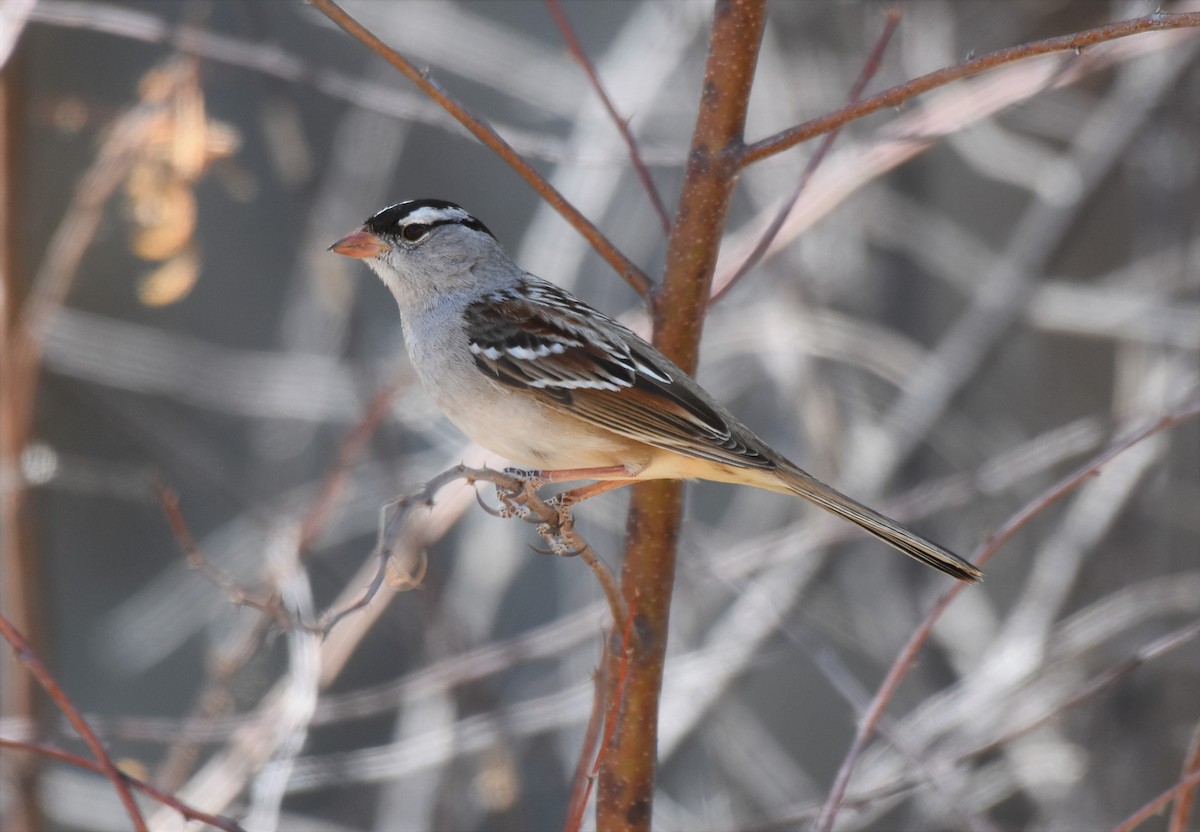White-crowned Sparrow (Dark-lored) - ML52491661