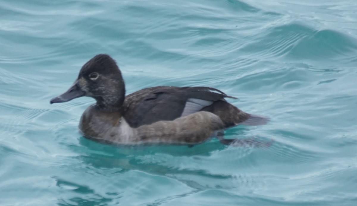 Ring-necked Duck - ML524917651