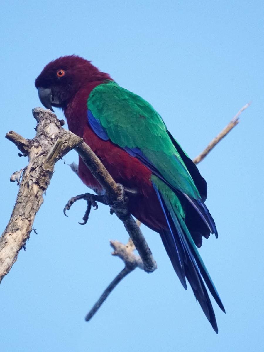 Red Shining-Parrot - ML524920771