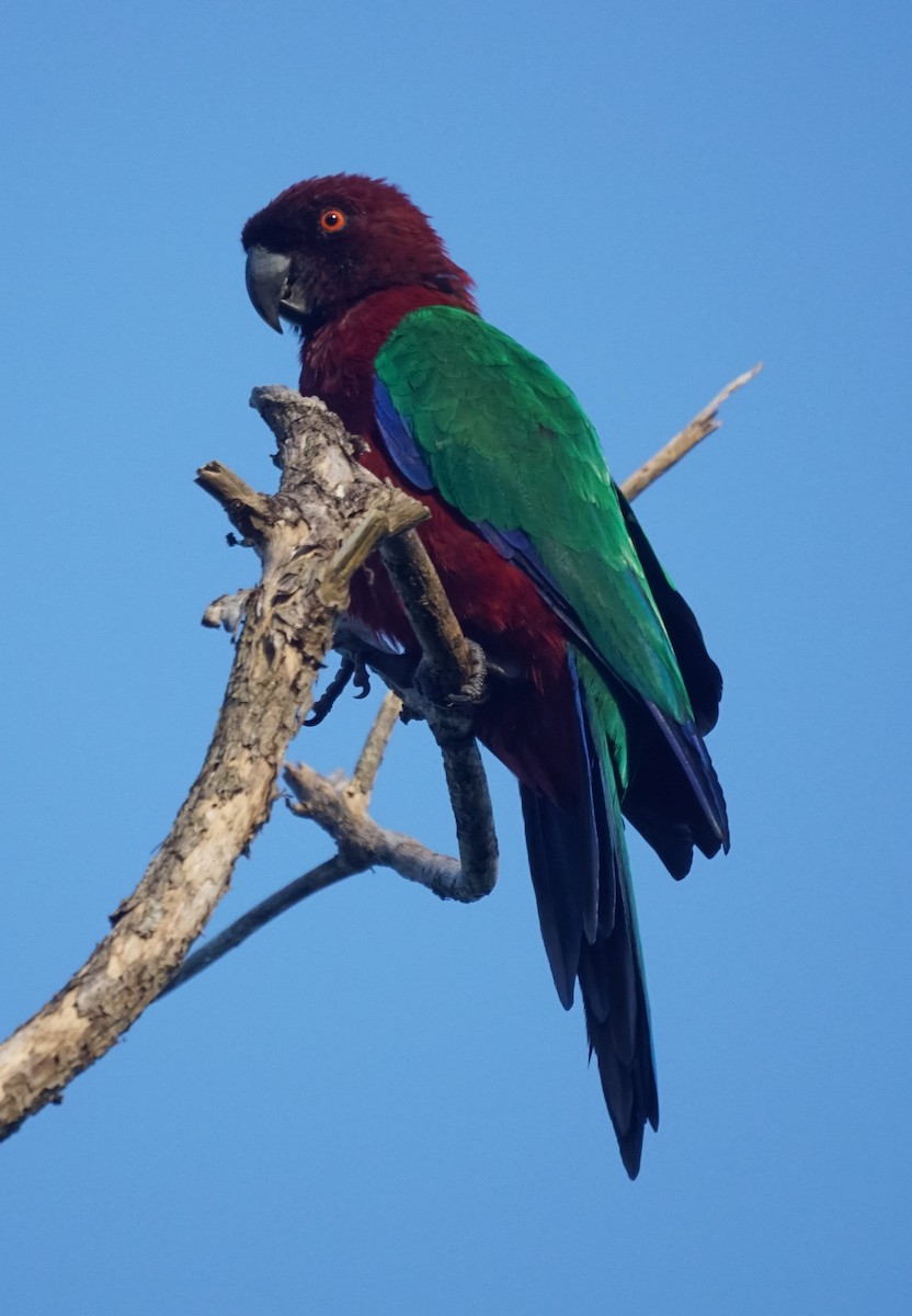 Red Shining-Parrot - ML524920781