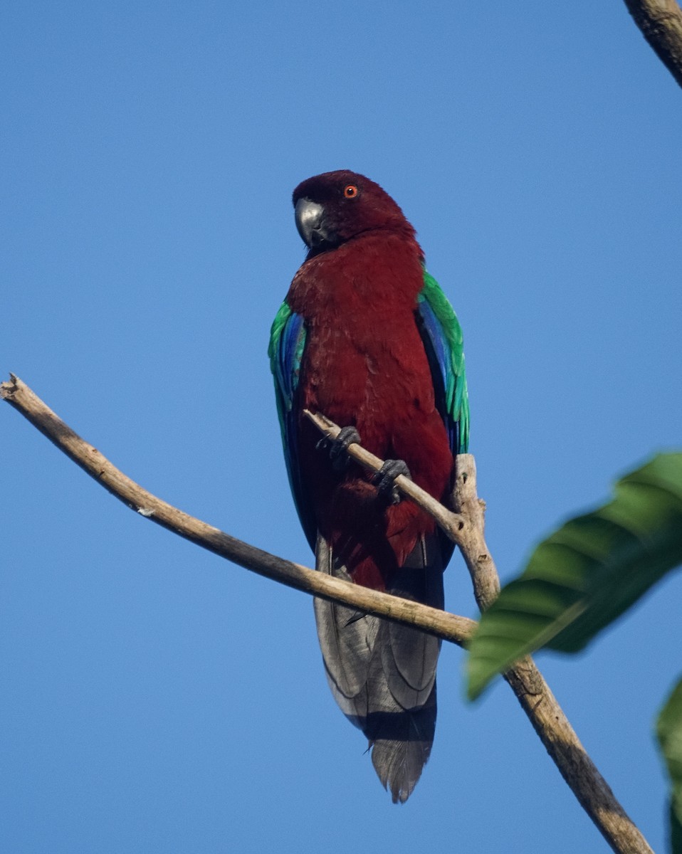 Red Shining-Parrot - ML524920791