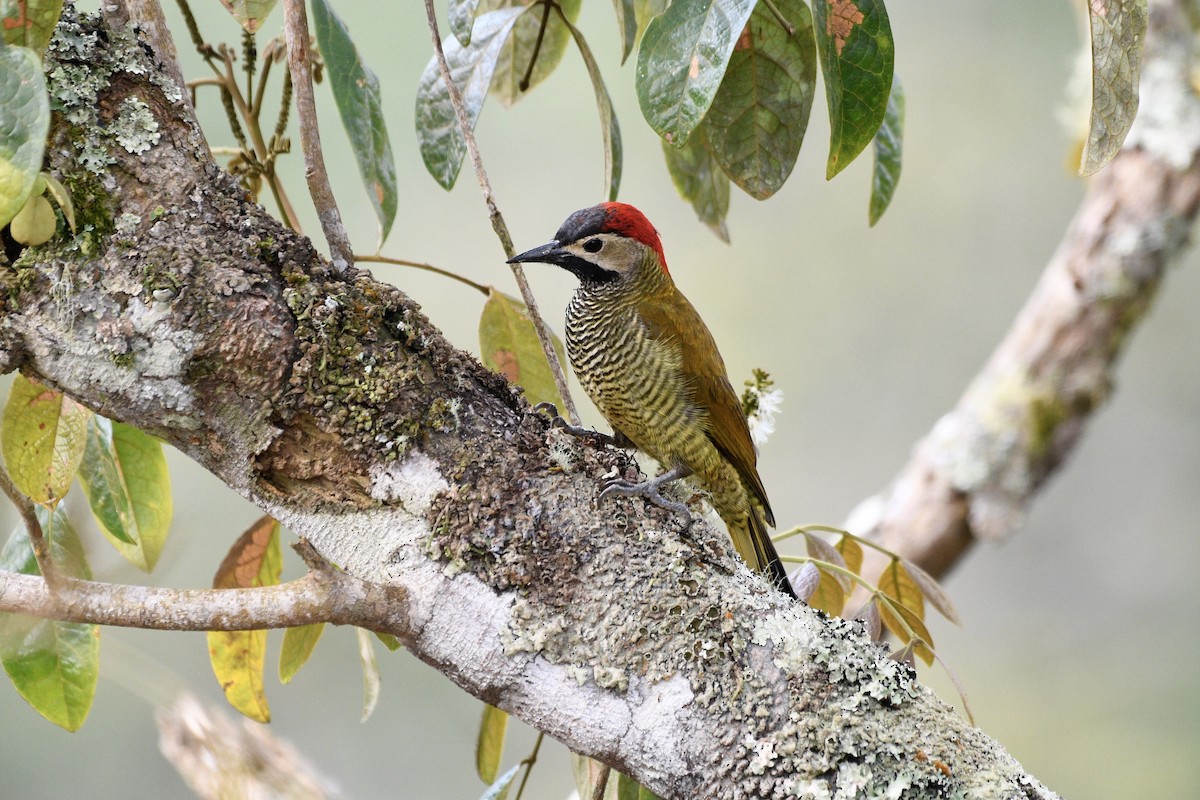 Golden-olive Woodpecker - ML524924451