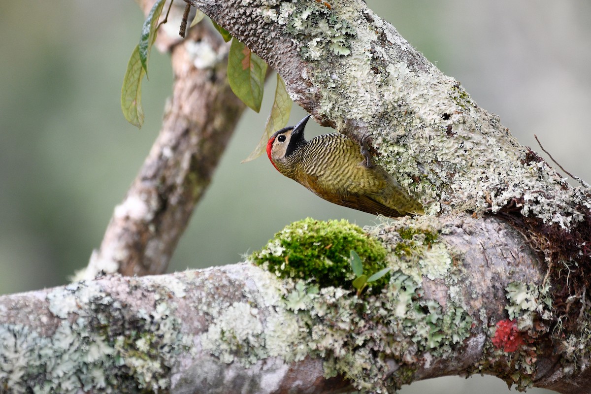Golden-olive Woodpecker - ML524924481