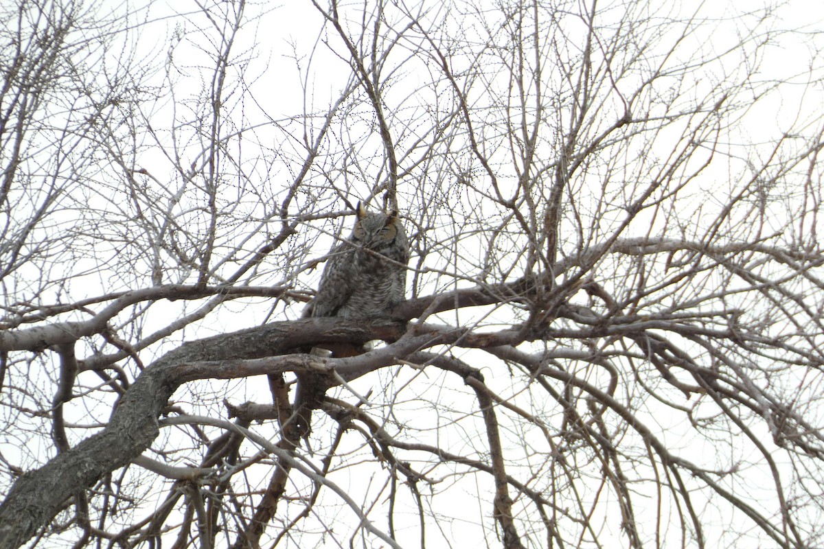 Great Horned Owl - ML524925781
