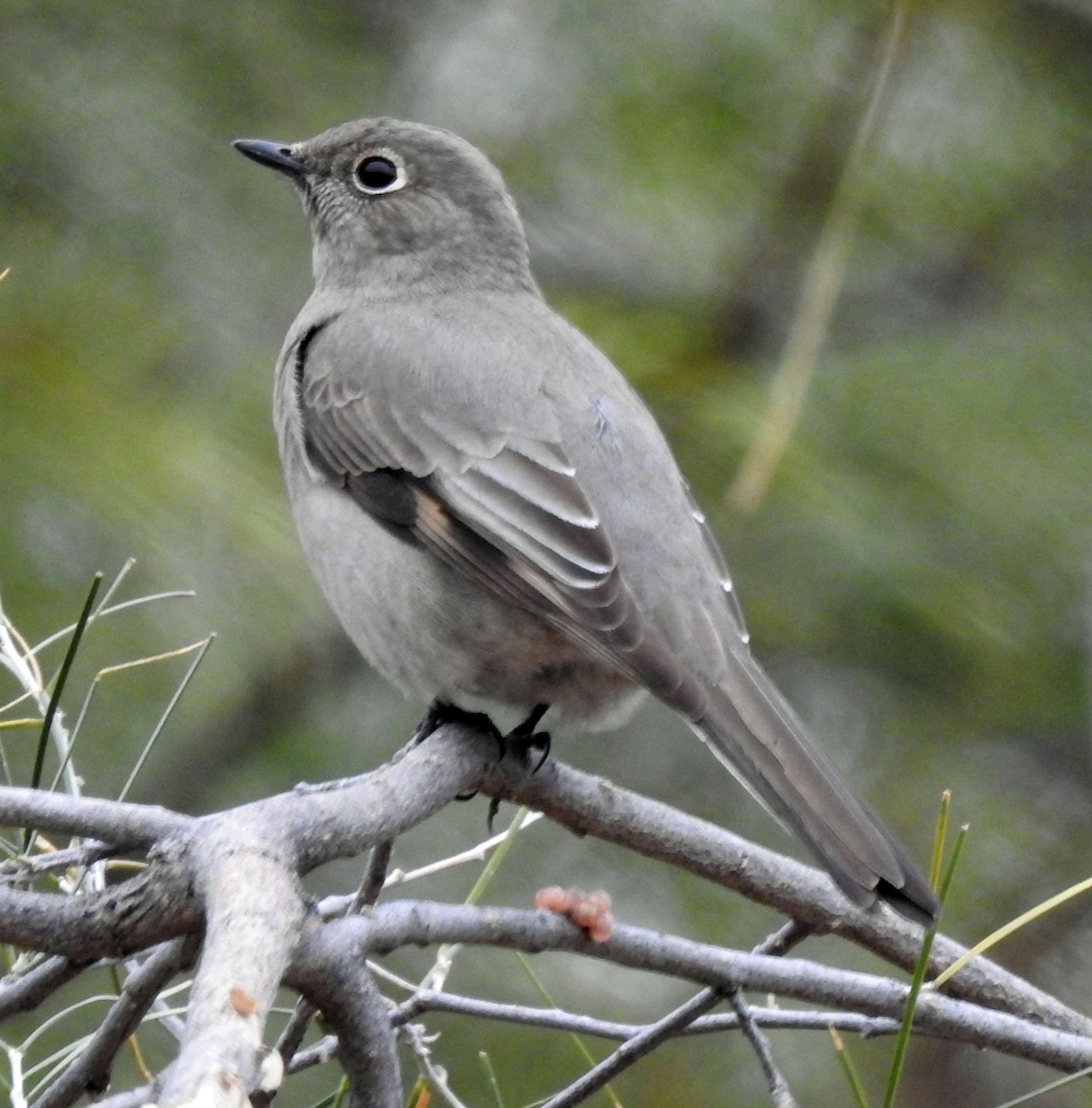 Townsend's Solitaire - ML524928411