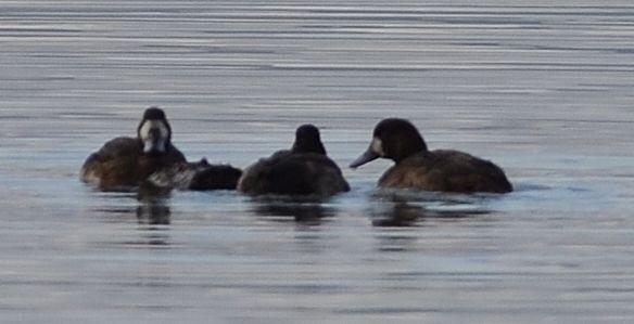 Greater Scaup - ML524928661