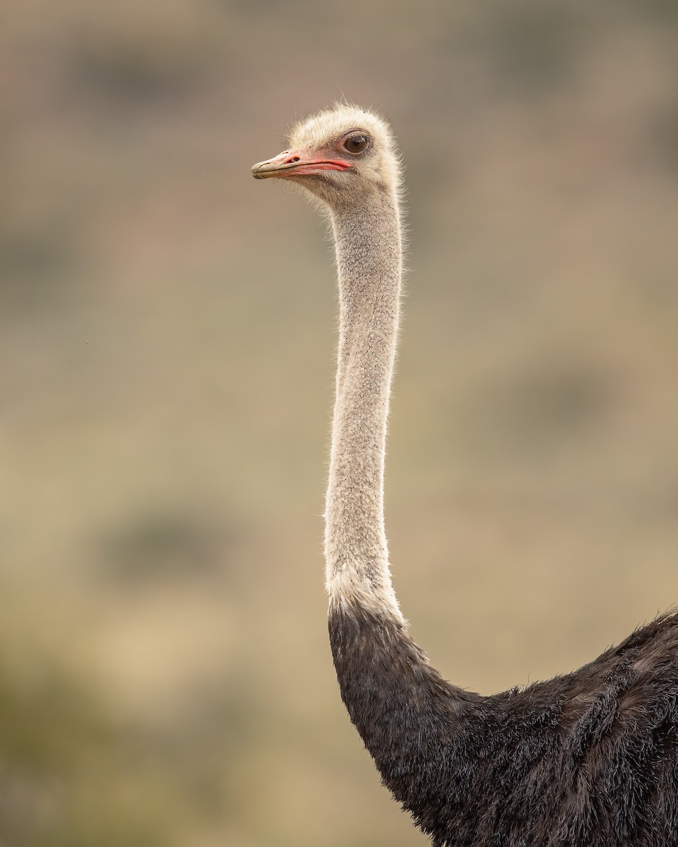 Common Ostrich - ML524930271