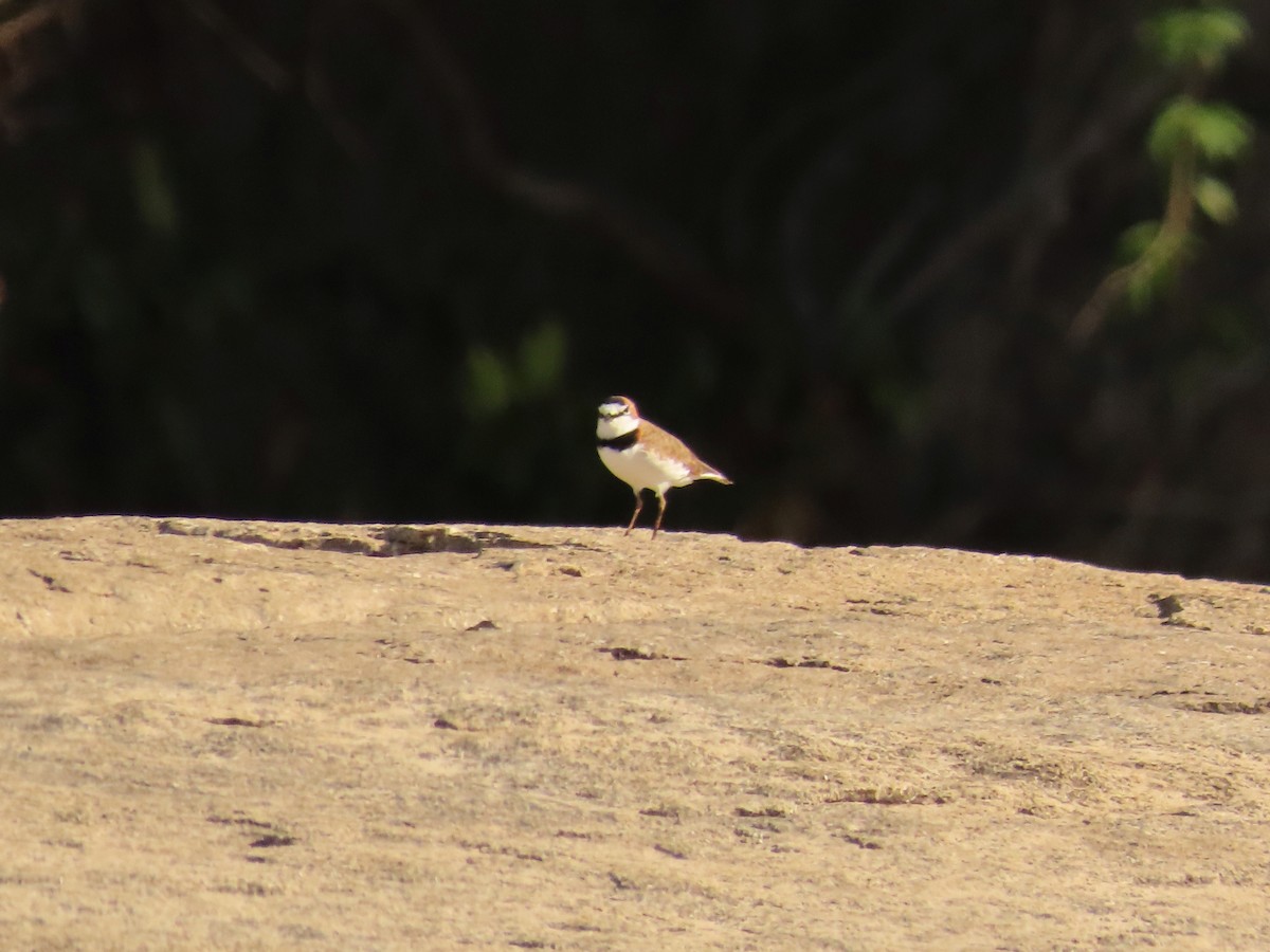 Collared Plover - ML524931871