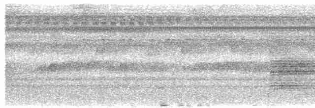 Tinamou à gorge blanche - ML524933291