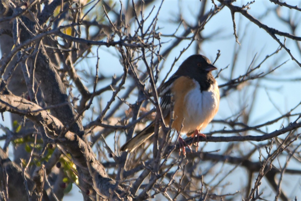 Spotted Towhee - ML524935851