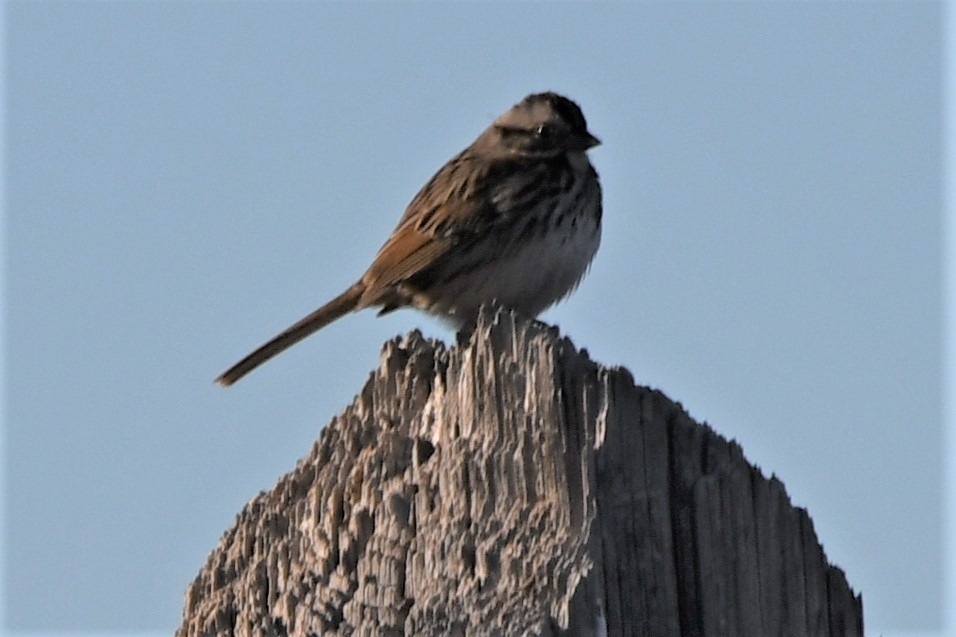 Song Sparrow - ML524935901