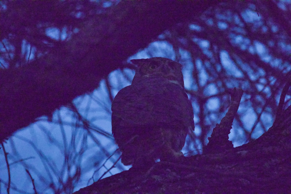 Great Horned Owl - ML524936671