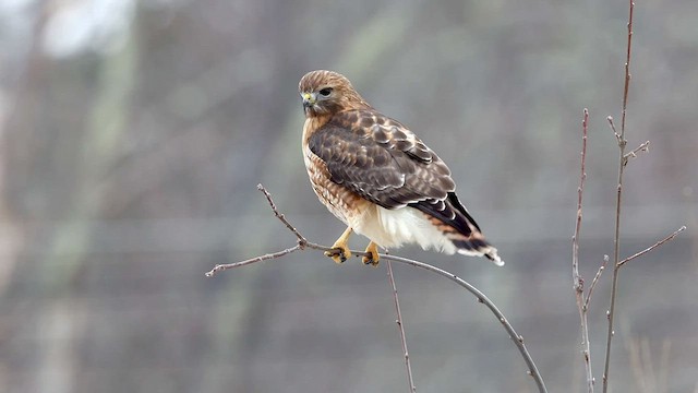 Red-shouldered x Red-tailed Hawk (hybrid) - ML524937021