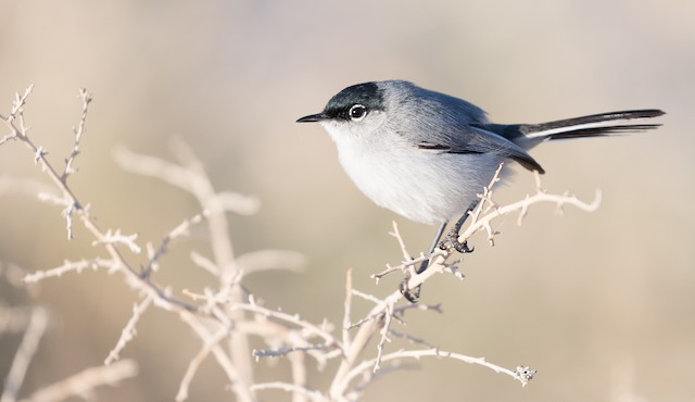 Blue-gray Gnatcatcher - eBird