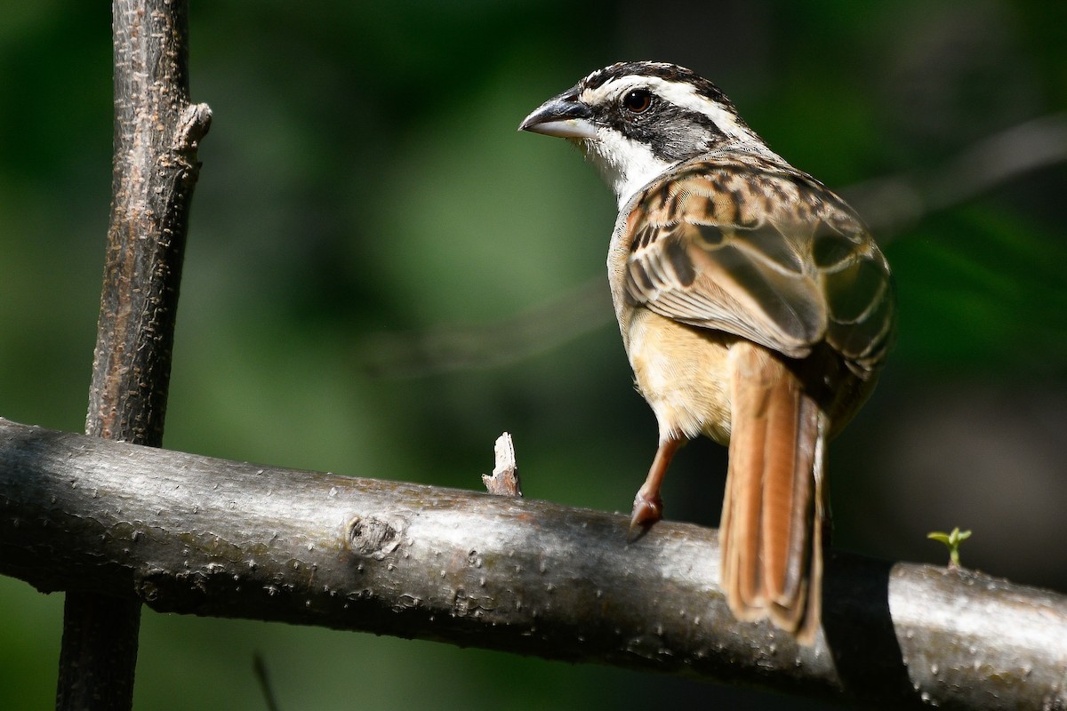 Stripe-headed Sparrow - ML524942171
