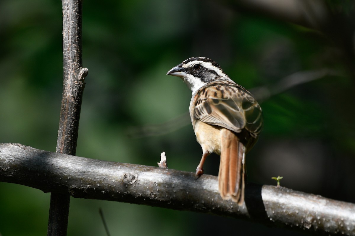 Stripe-headed Sparrow - Maria Jose Lou
