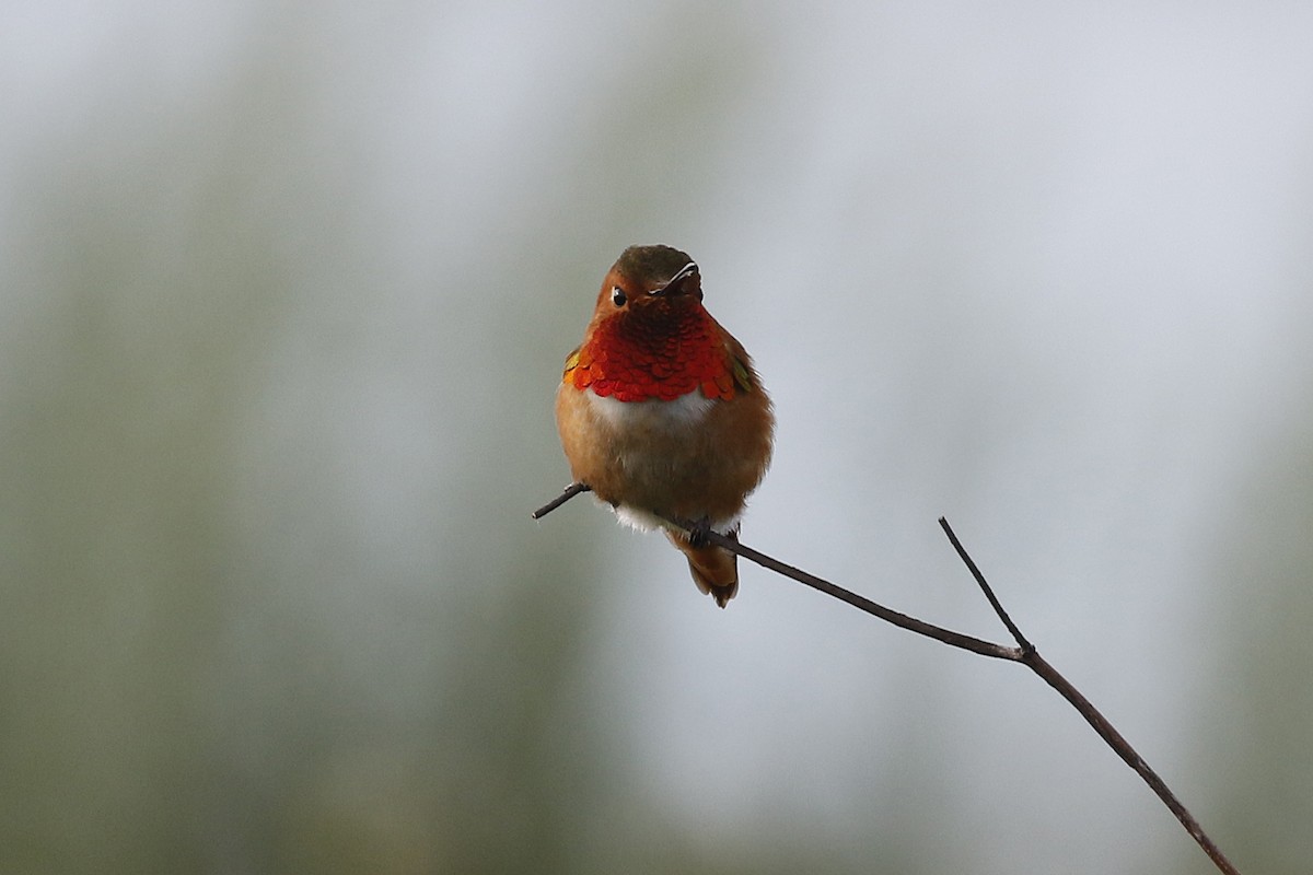 Allen's Hummingbird - David McQuade