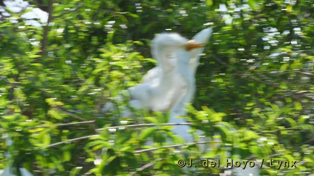 Great Egret (American) - ML524950641